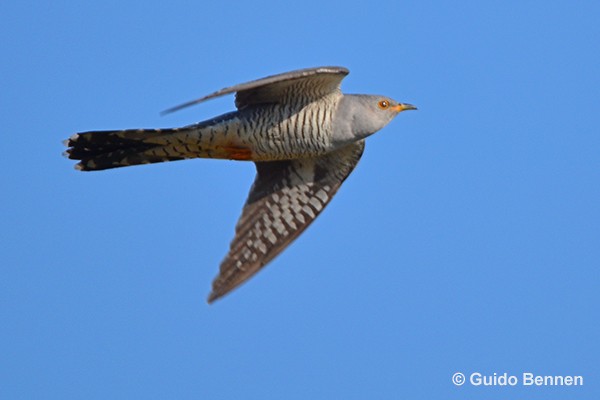 Common Cuckoo - Guido Bennen