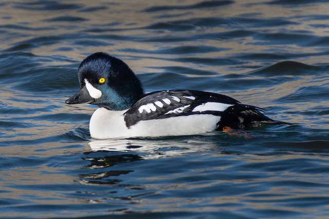 Barrow's Goldeneye - eBird