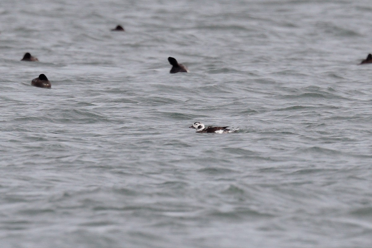 Long-tailed Duck - ML510516001