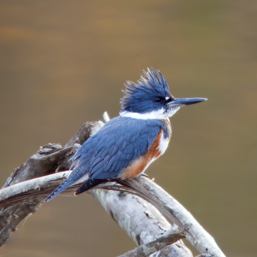 Belted Kingfisher - ML510521211