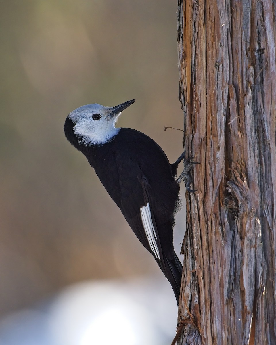 White-headed Woodpecker - James Moodie