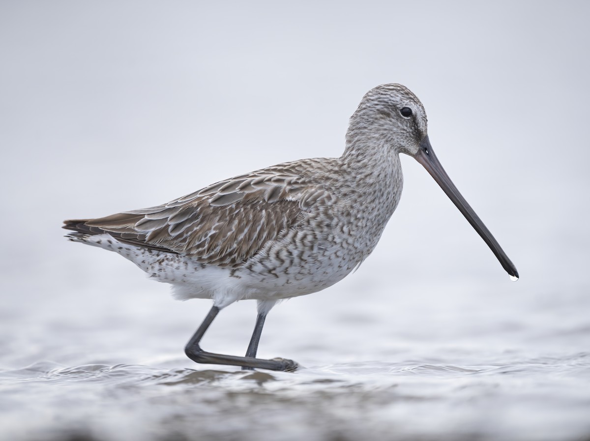 Asian Dowitcher - ML510524191