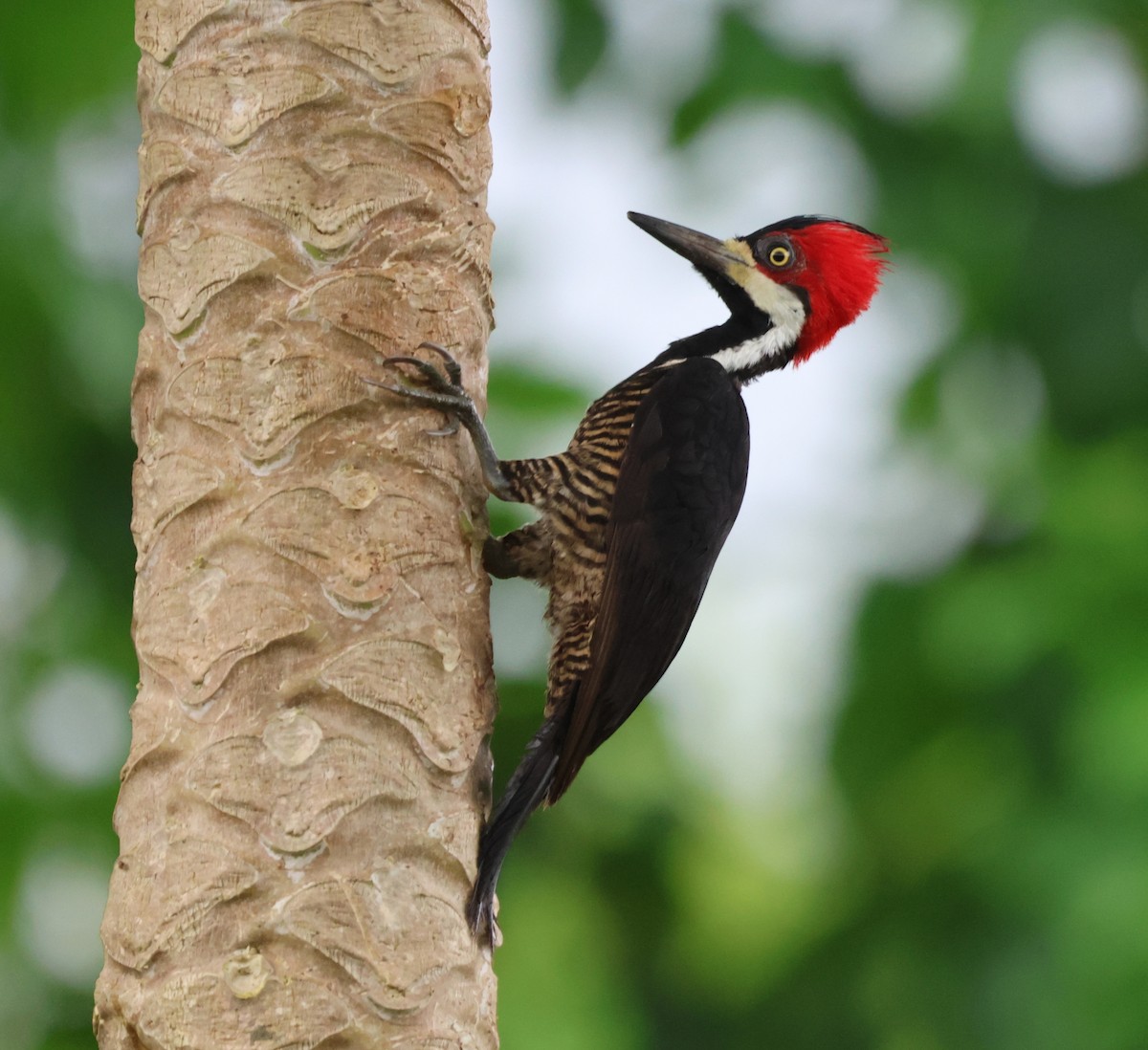 Crimson-crested Woodpecker - Jorge Alcalá