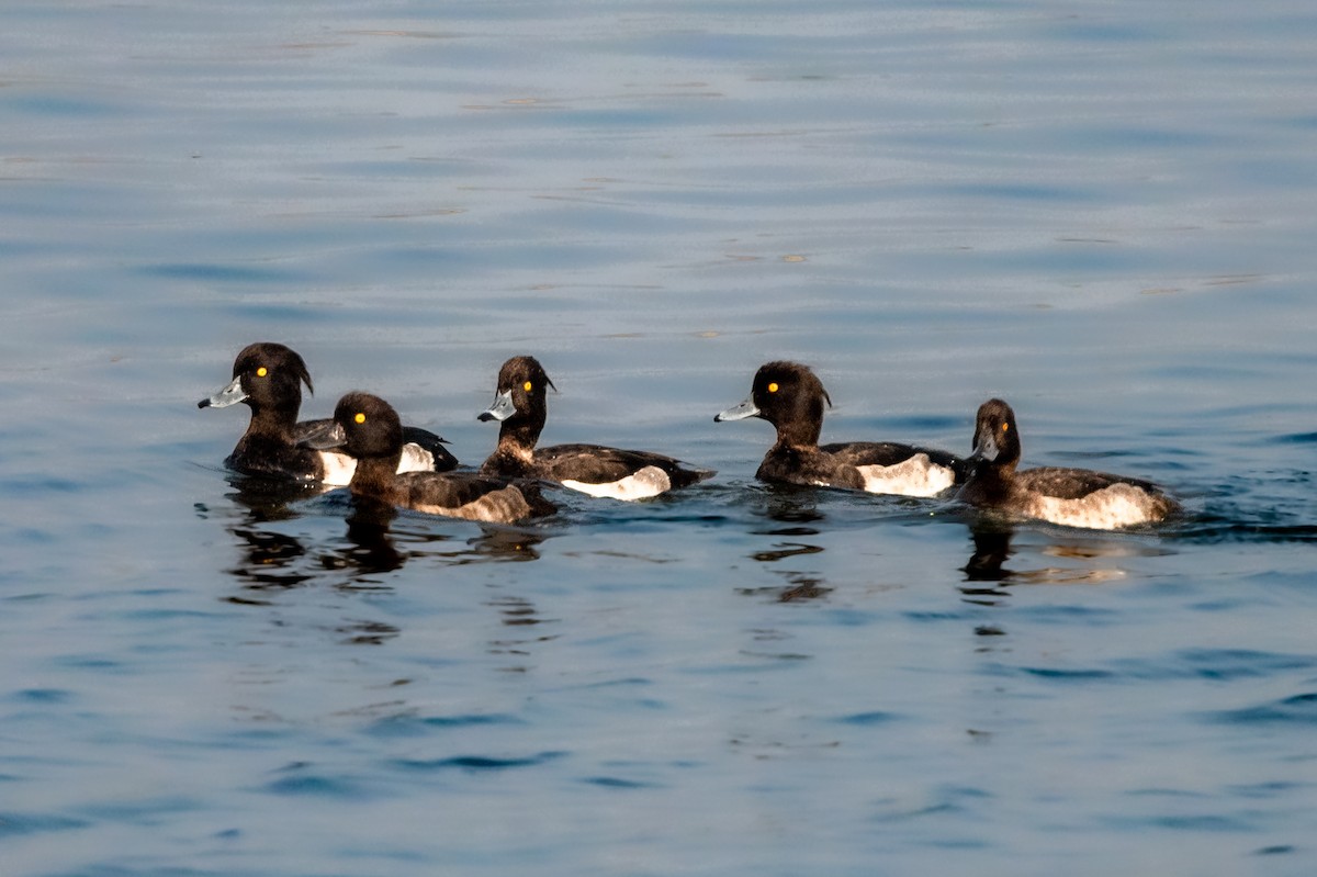 Tufted Duck - ML510526751