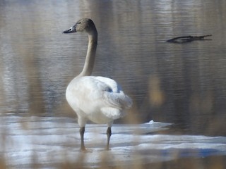 Tundra Swan, ML51052791