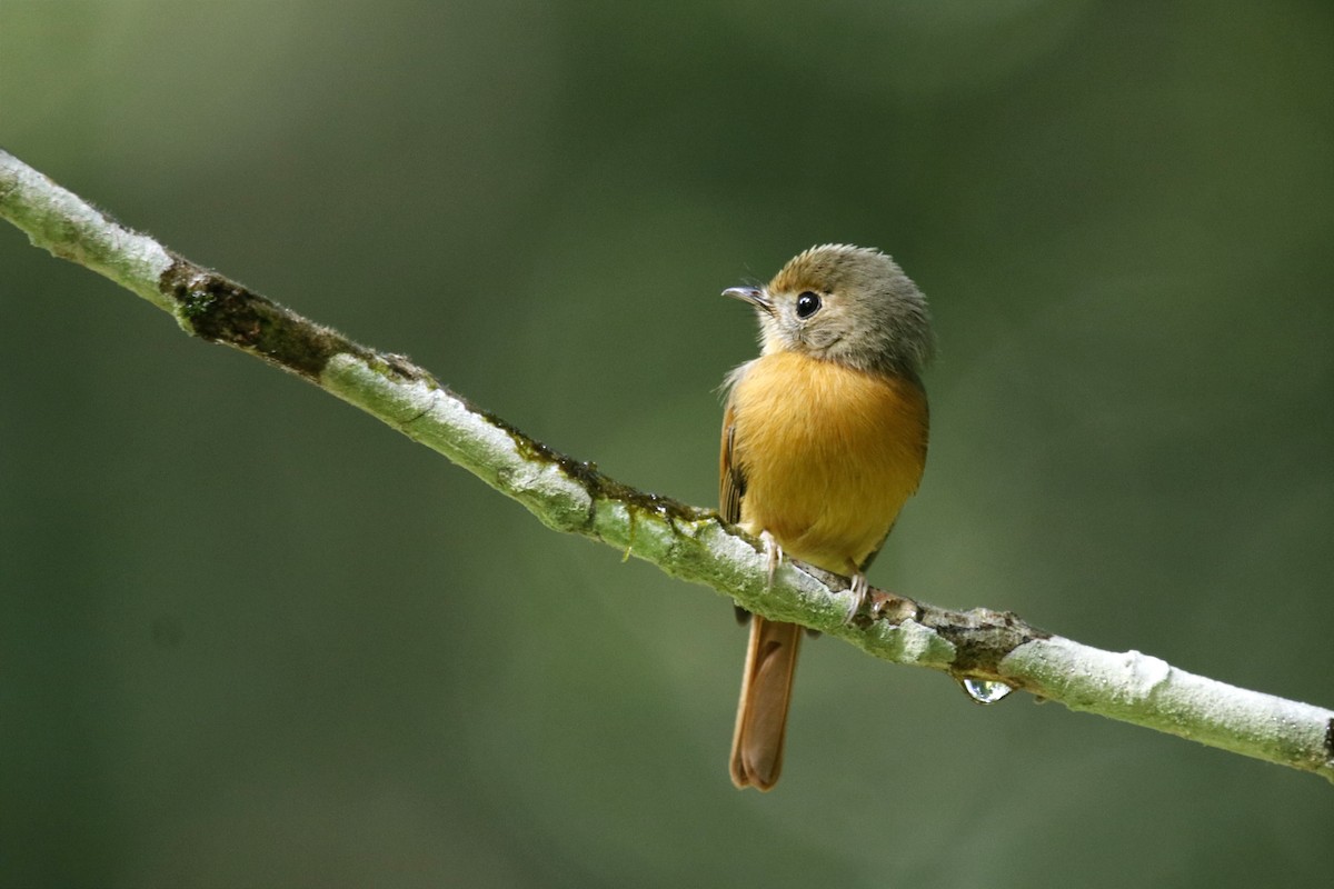 Ruddy-tailed Flycatcher - Leslie Penner