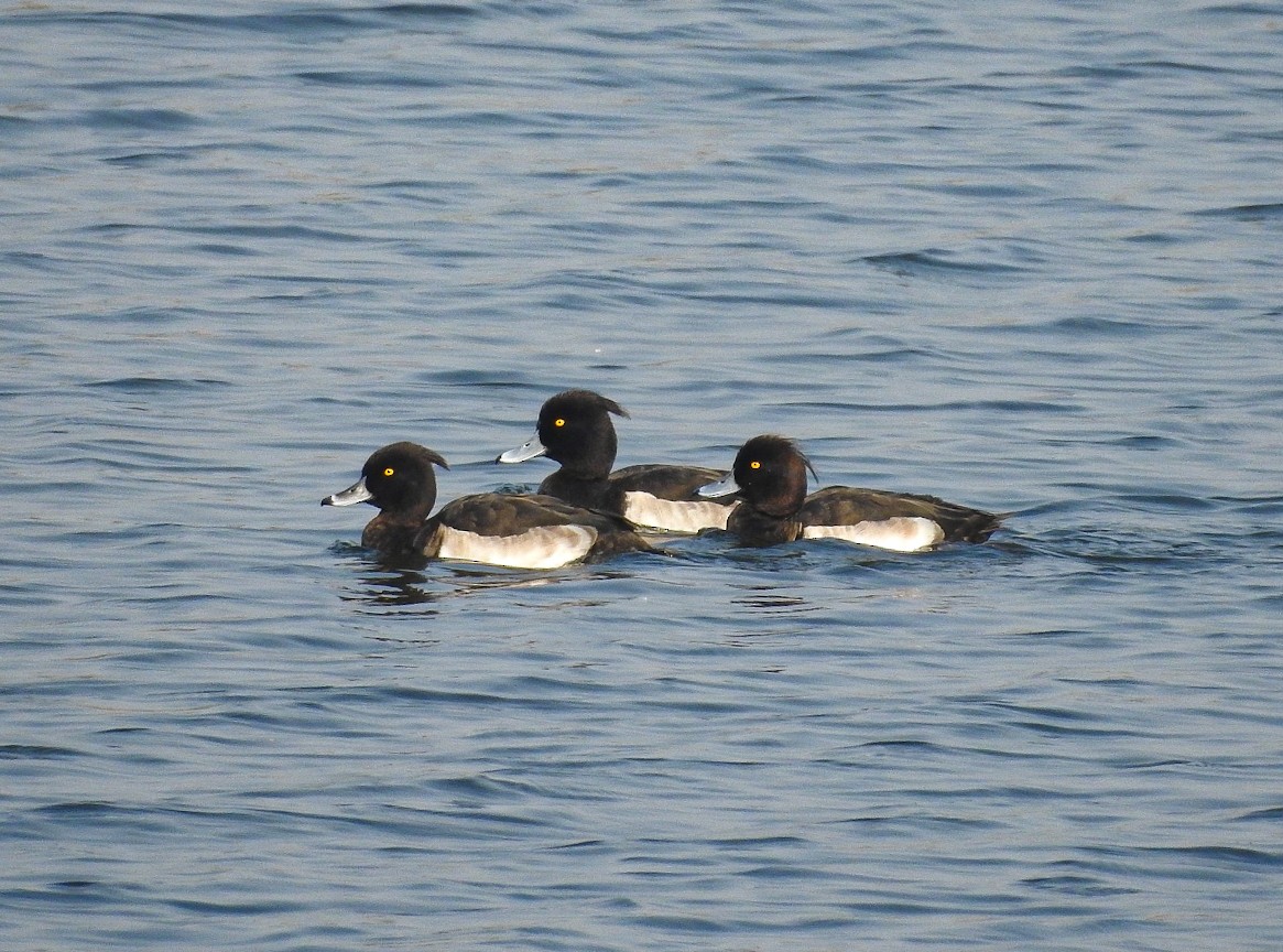 Tufted Duck - ML510533201