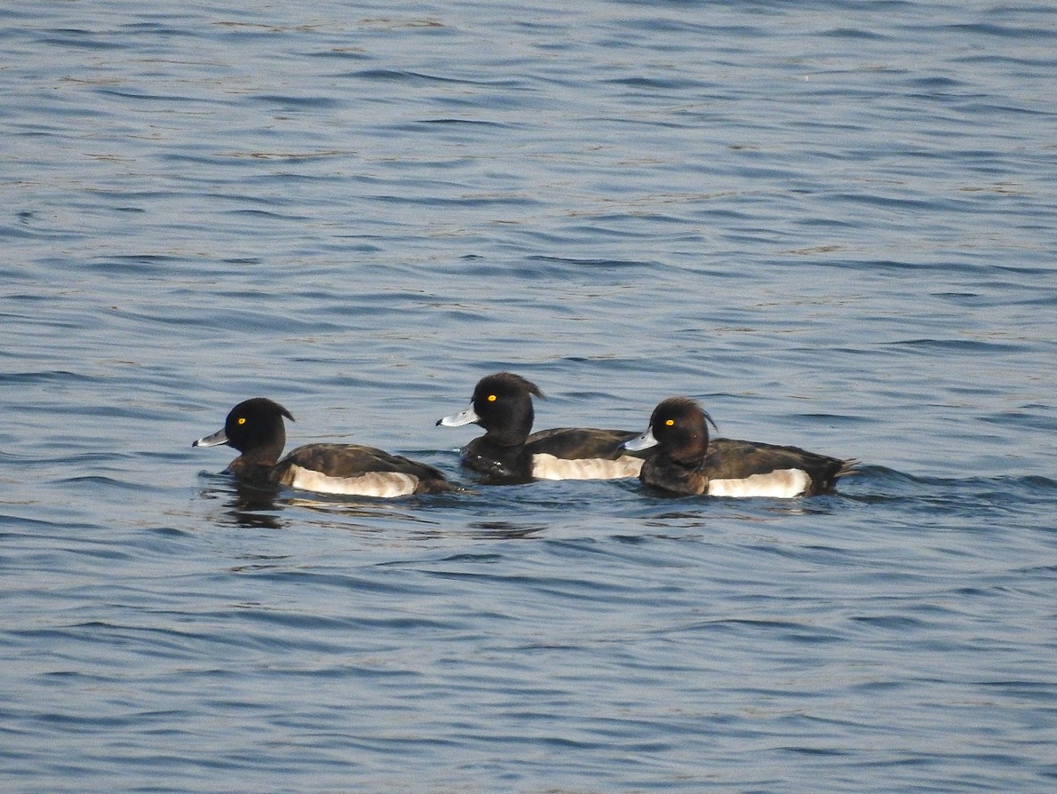 Tufted Duck - ML510533211