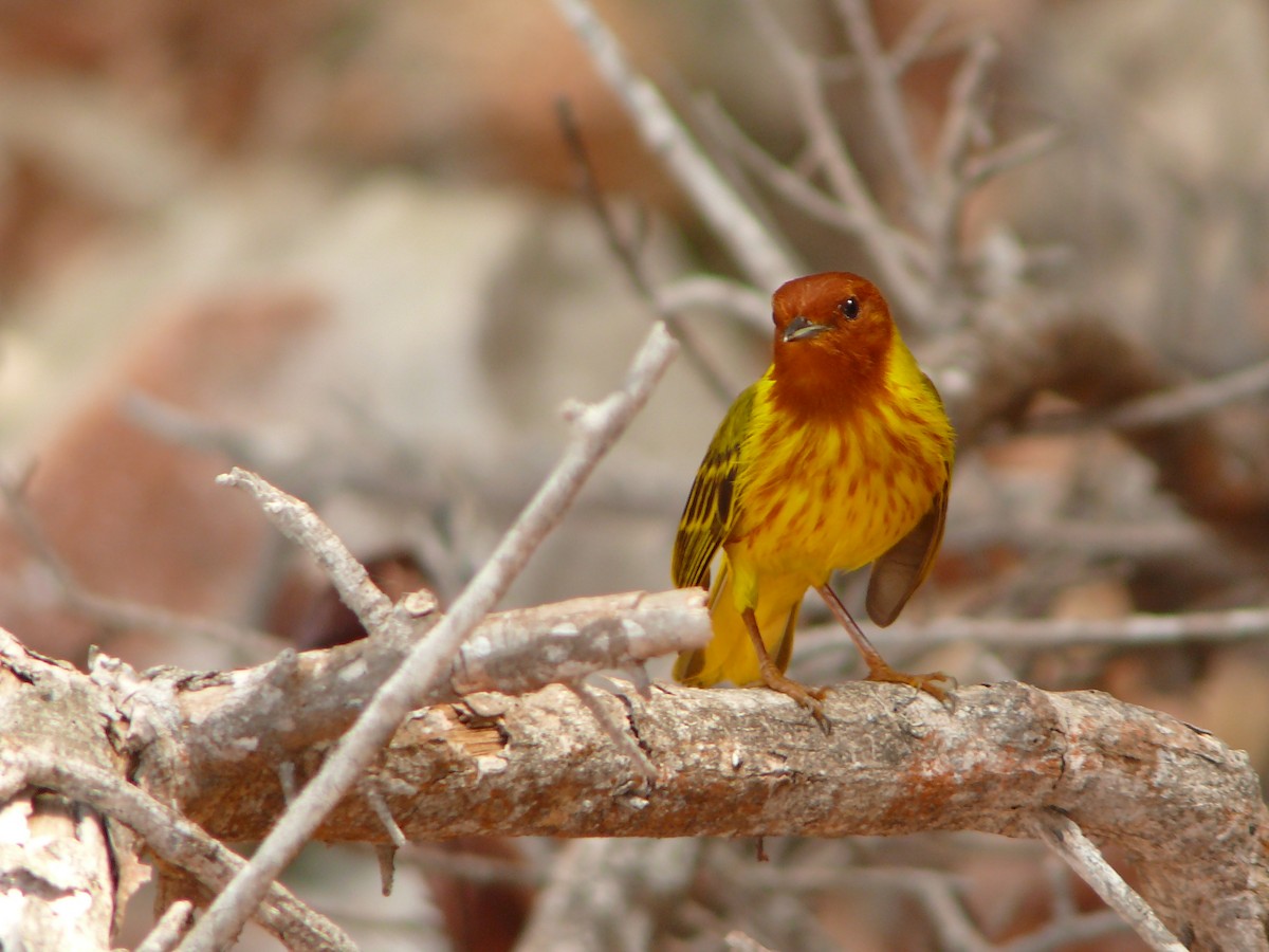 Yellow Warbler (Mangrove) - ML51053531