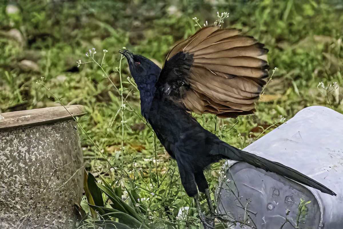 Greater Coucal - ML510538851