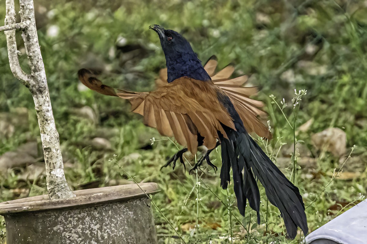 Greater Coucal - ML510538861