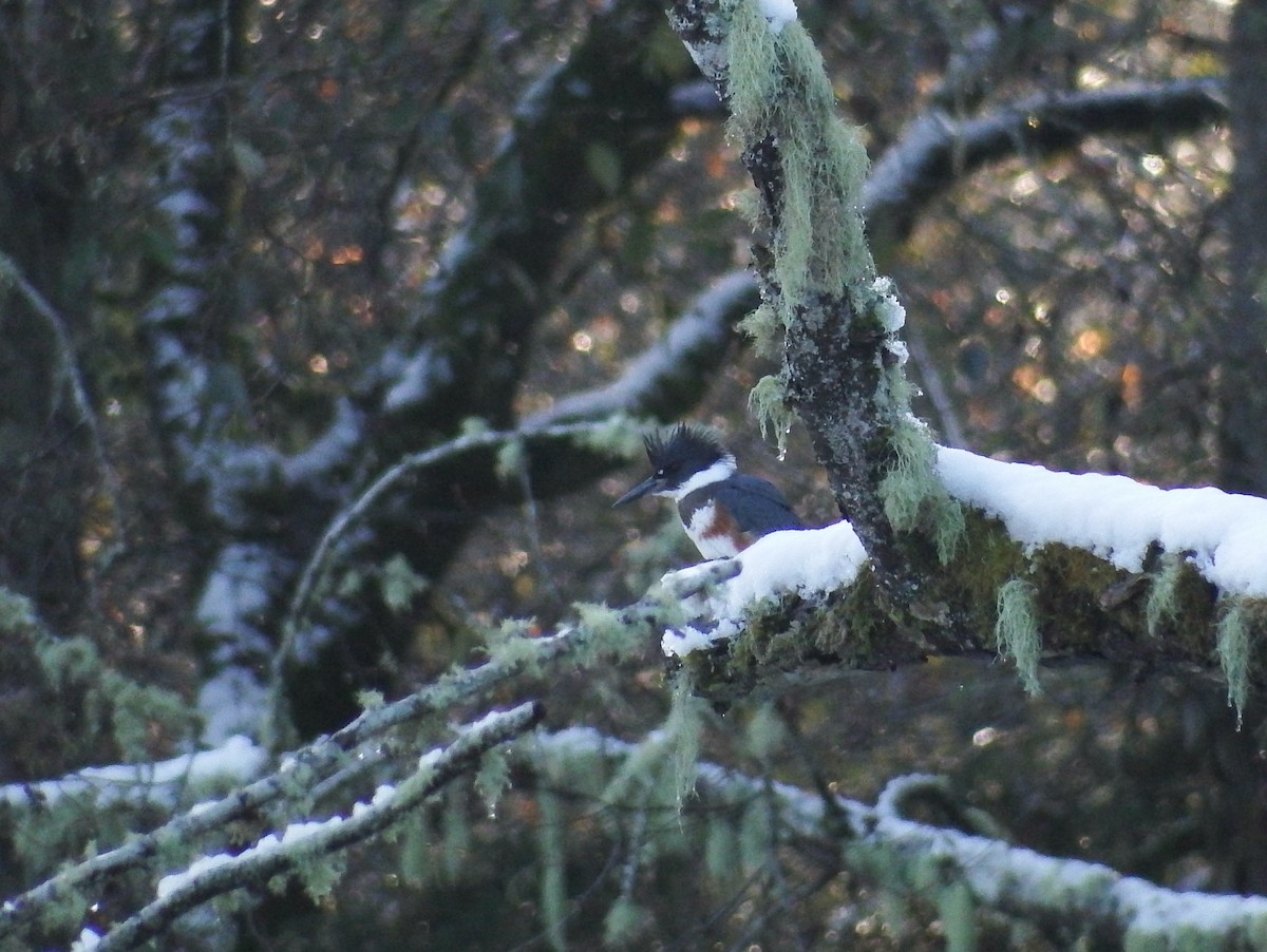 Belted Kingfisher - ML510542191
