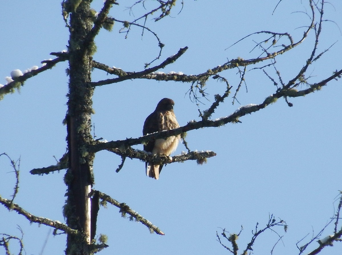 Red-tailed Hawk - ML510542211