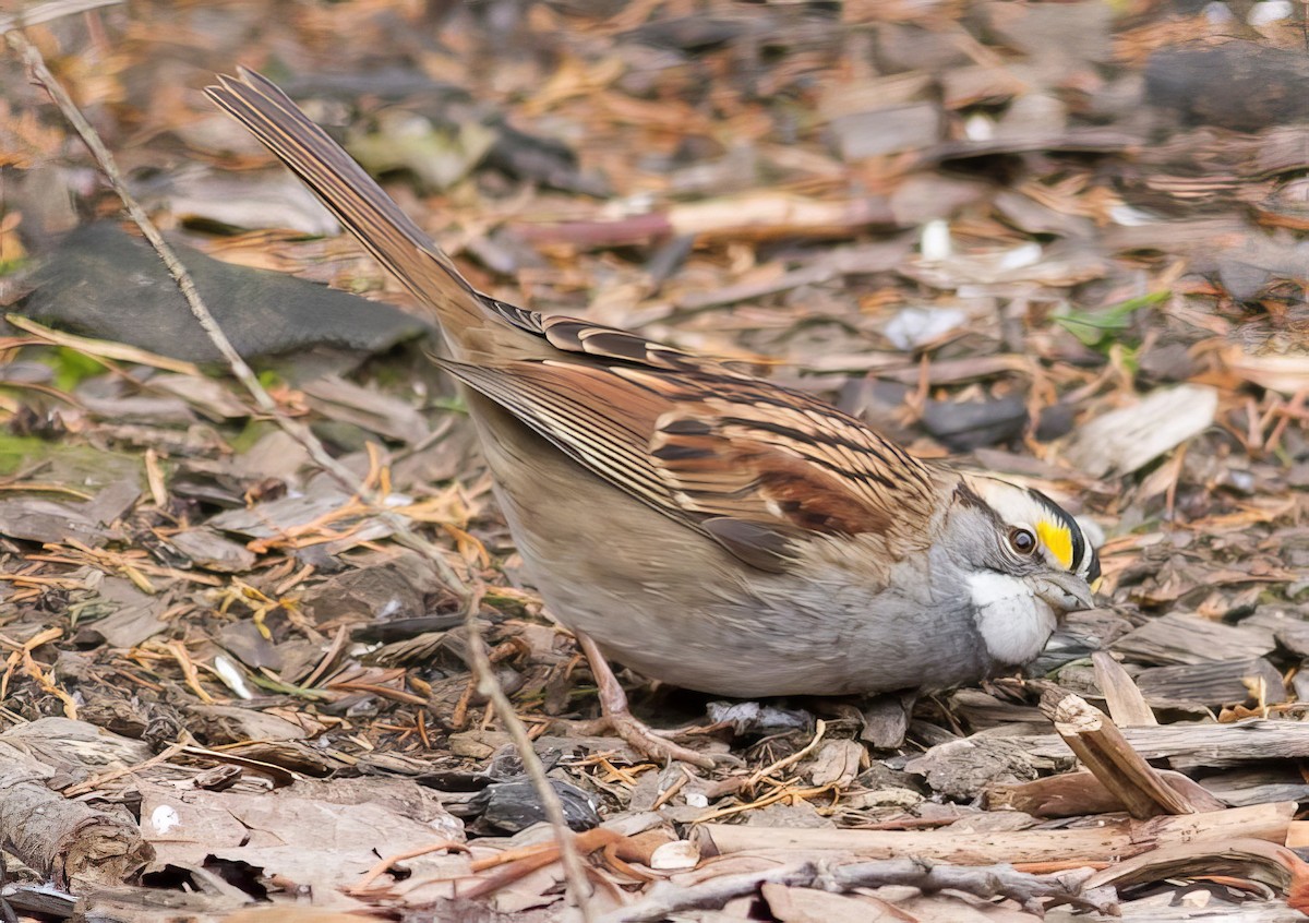 White-throated Sparrow - ML510545901