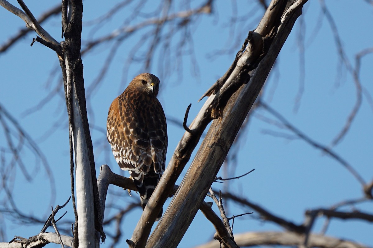 Red-shouldered Hawk - Jacob Tims