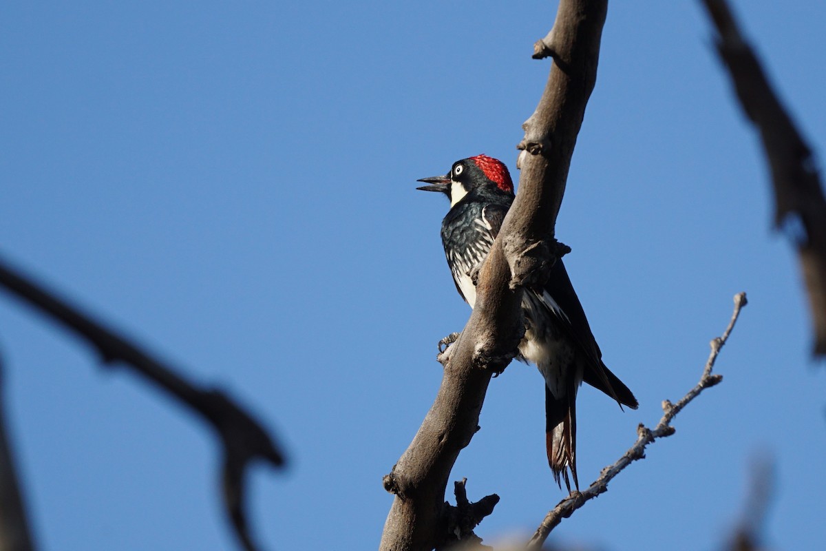 Acorn Woodpecker - Jacob Tims