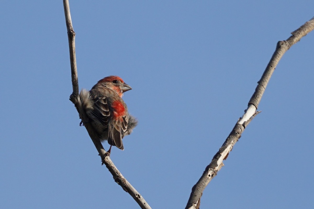 House Finch - Jacob Tims
