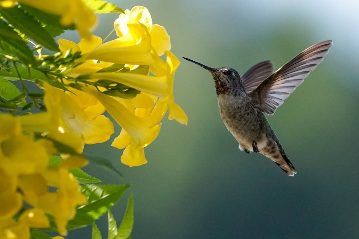 Anna's Hummingbird - Jacob Tims