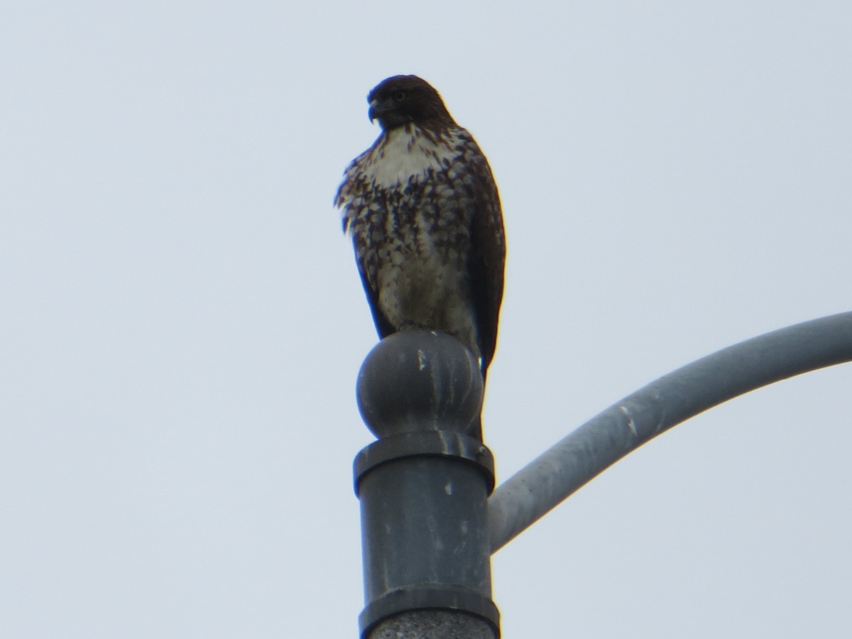 Red-tailed Hawk - ML510560981