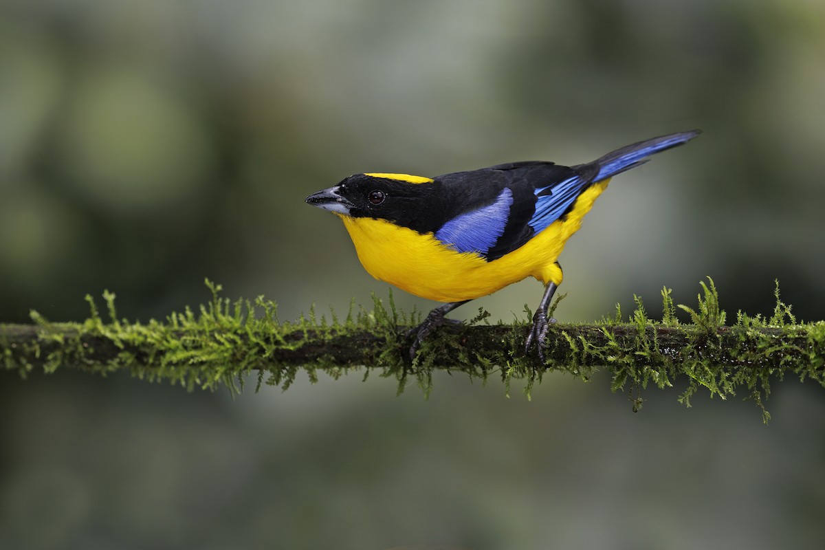 Blue-winged Mountain Tanager - ML510565211
