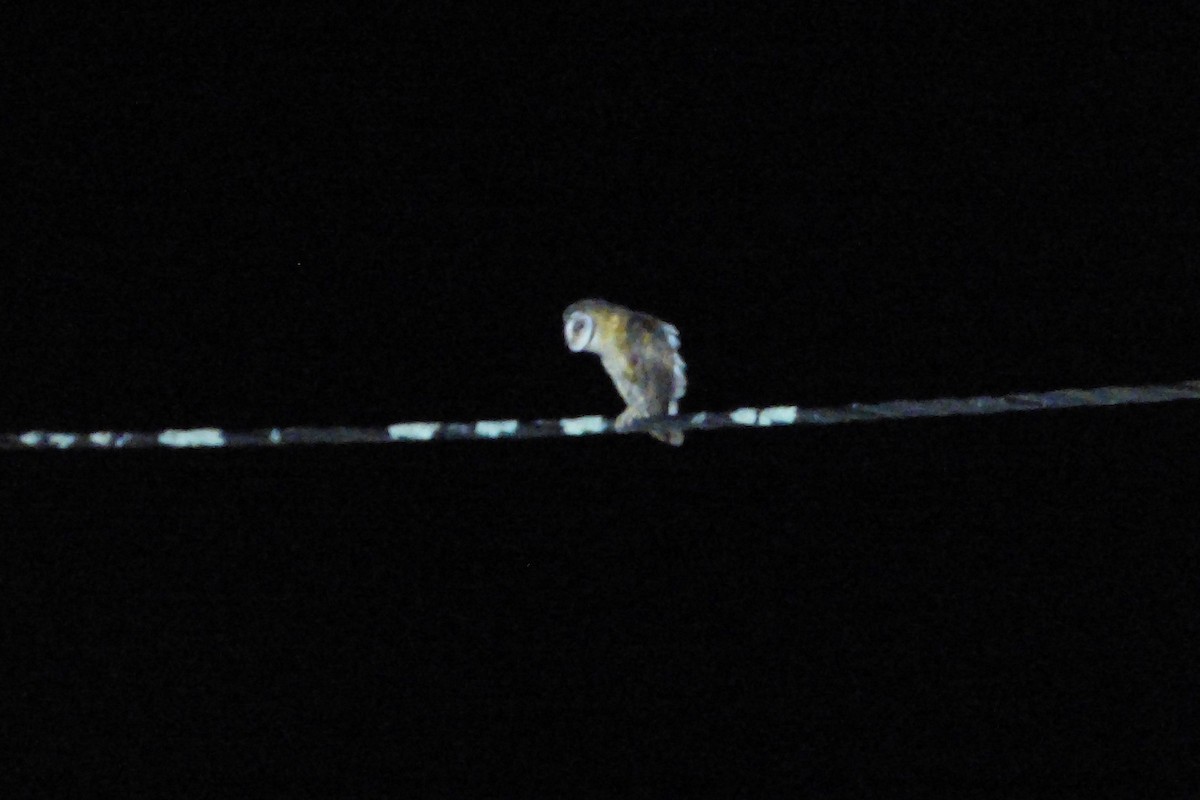 Sulawesi Masked-Owl - ML510566581