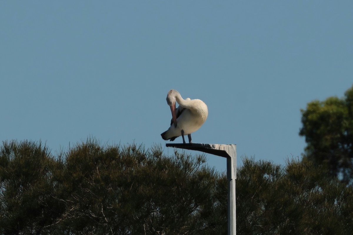Австралийский пеликан - ML510567531