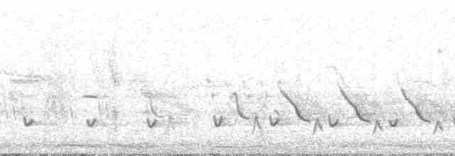 Goldstirnspecht (aurifrons) - ML51057
