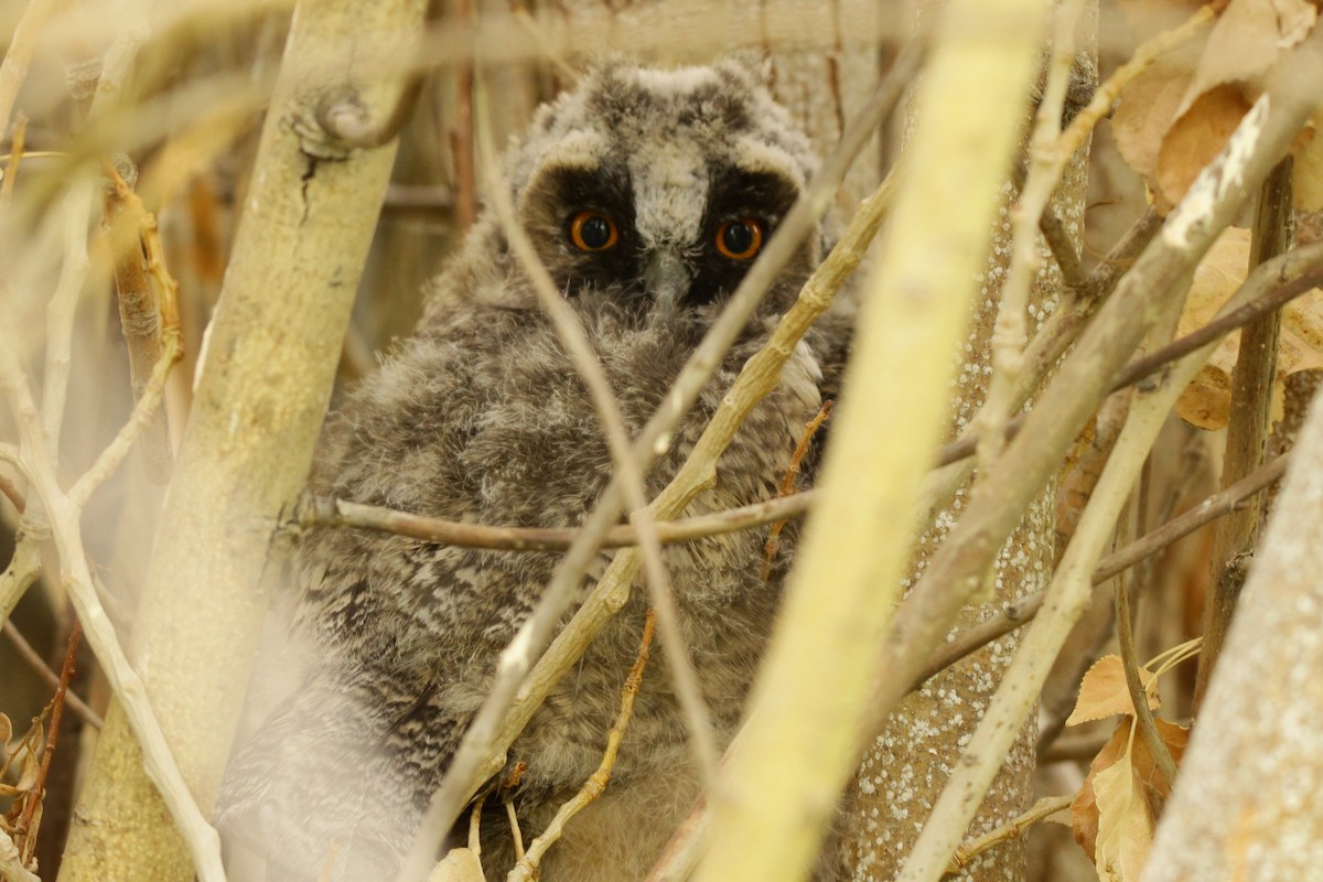 Long-eared Owl - Padma Gyalpo