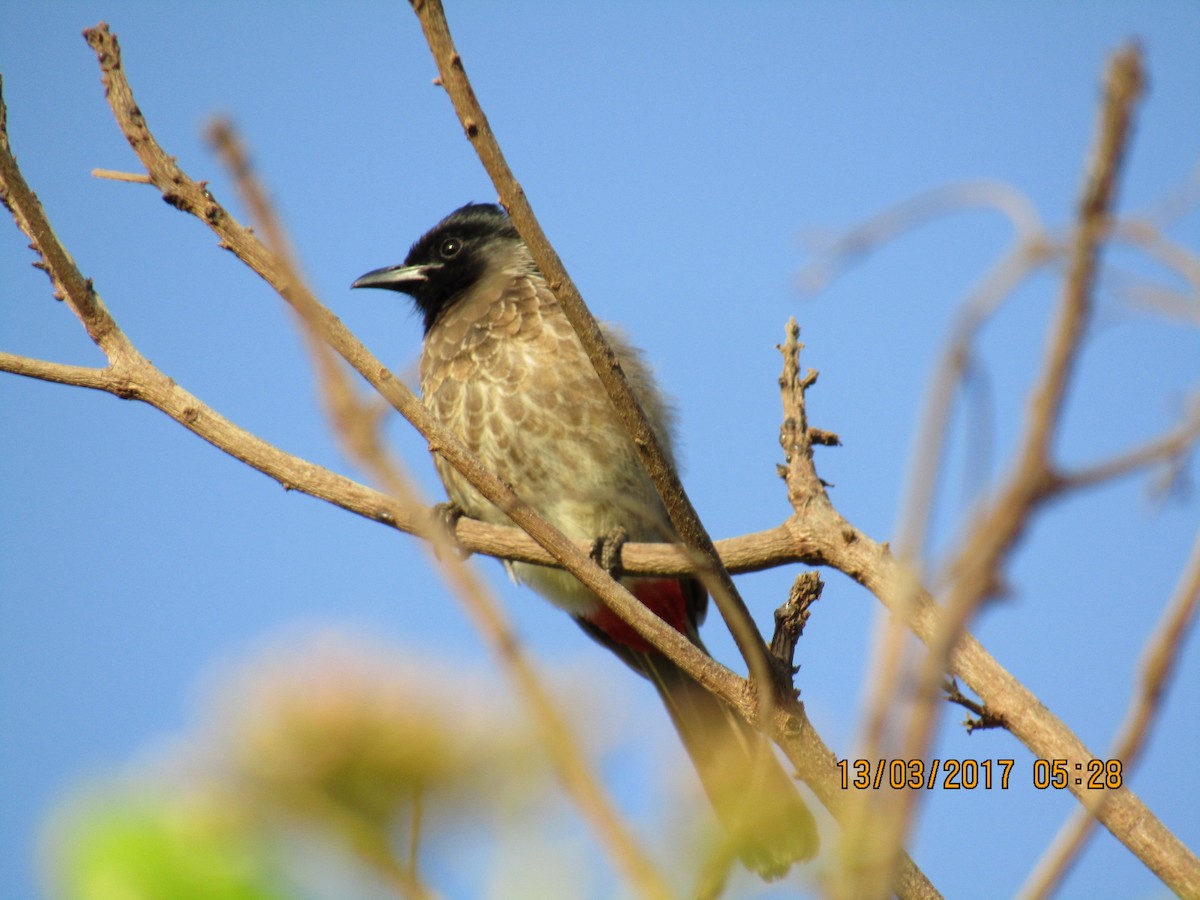 Red-vented Bulbul - ML51057391