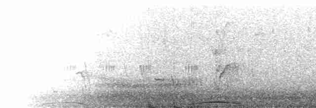 holub chocholatý - ML510577861
