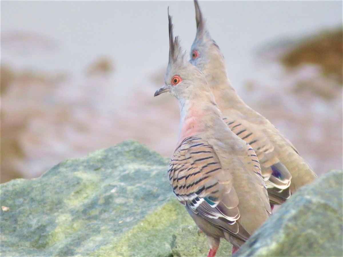 Crested Pigeon - ML510579631