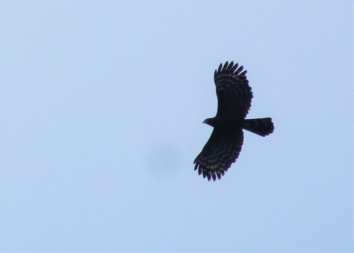 Чёрный хохлатый орёл - ML510581541