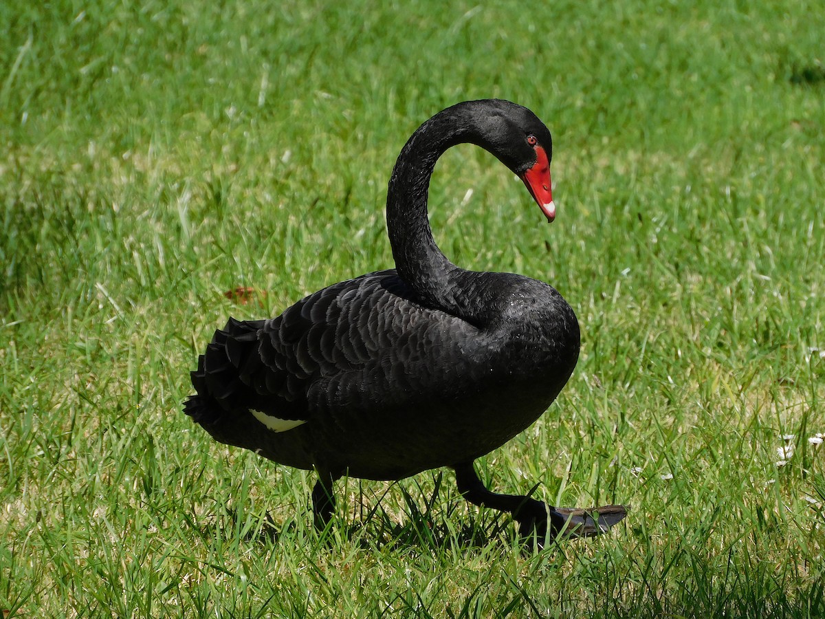 Black Swan - ML510583531