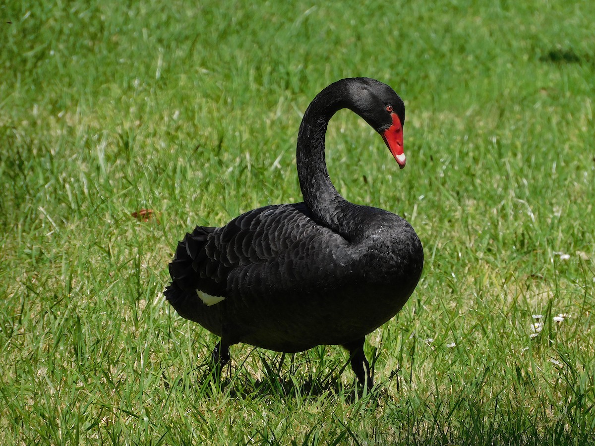 Black Swan - George Vaughan