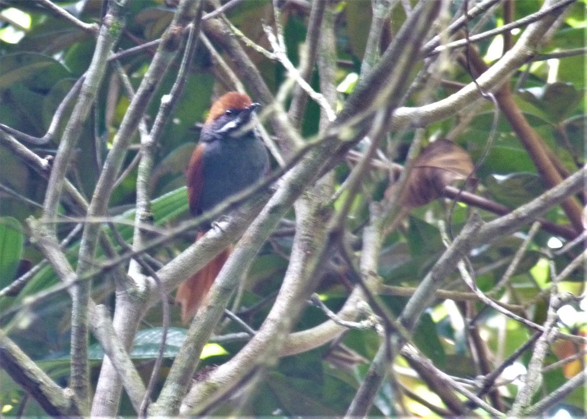 Pinto's Spinetail - ML510583871