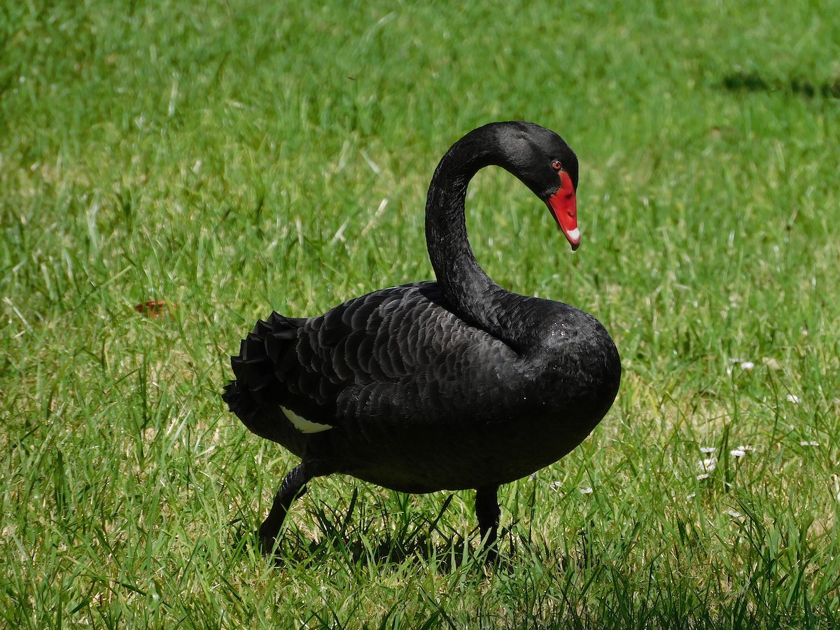 Black Swan - ML510584011