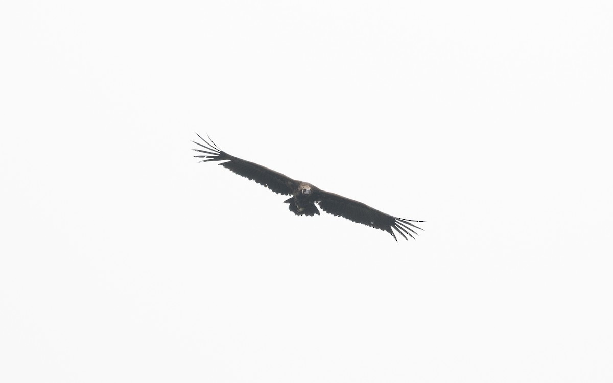 Cinereous Vulture - ML510584121