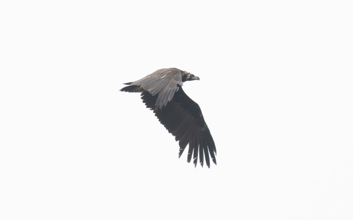 Cinereous Vulture - ML510584131
