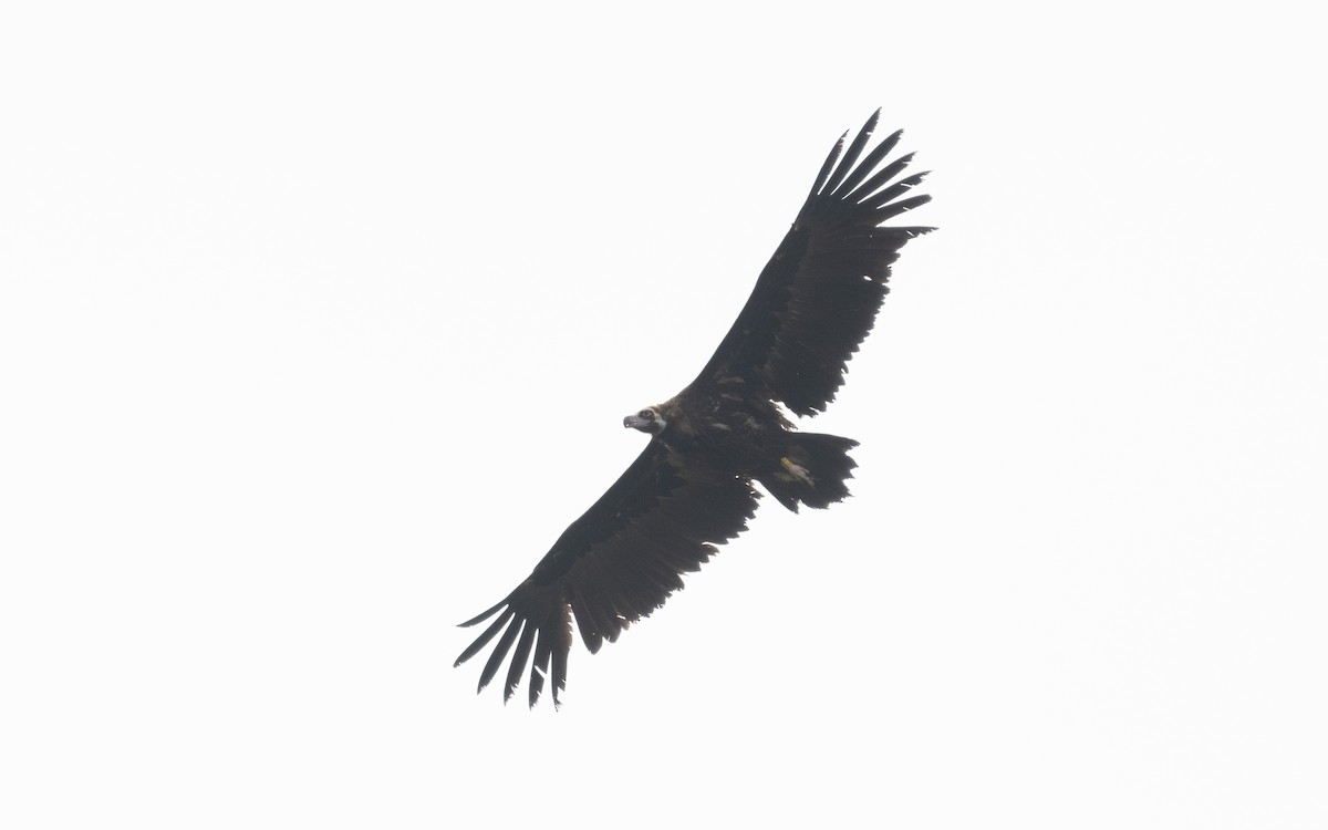 Cinereous Vulture - Emmanuel Naudot