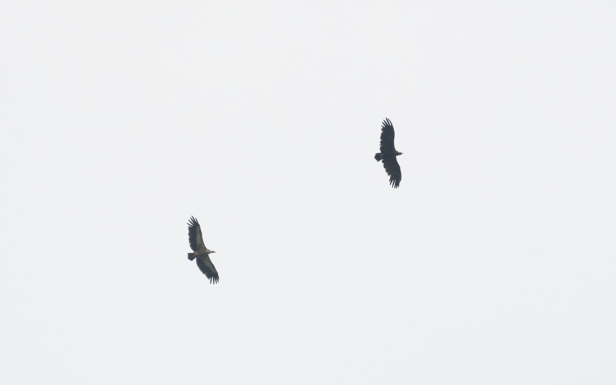 Cinereous Vulture - ML510584151