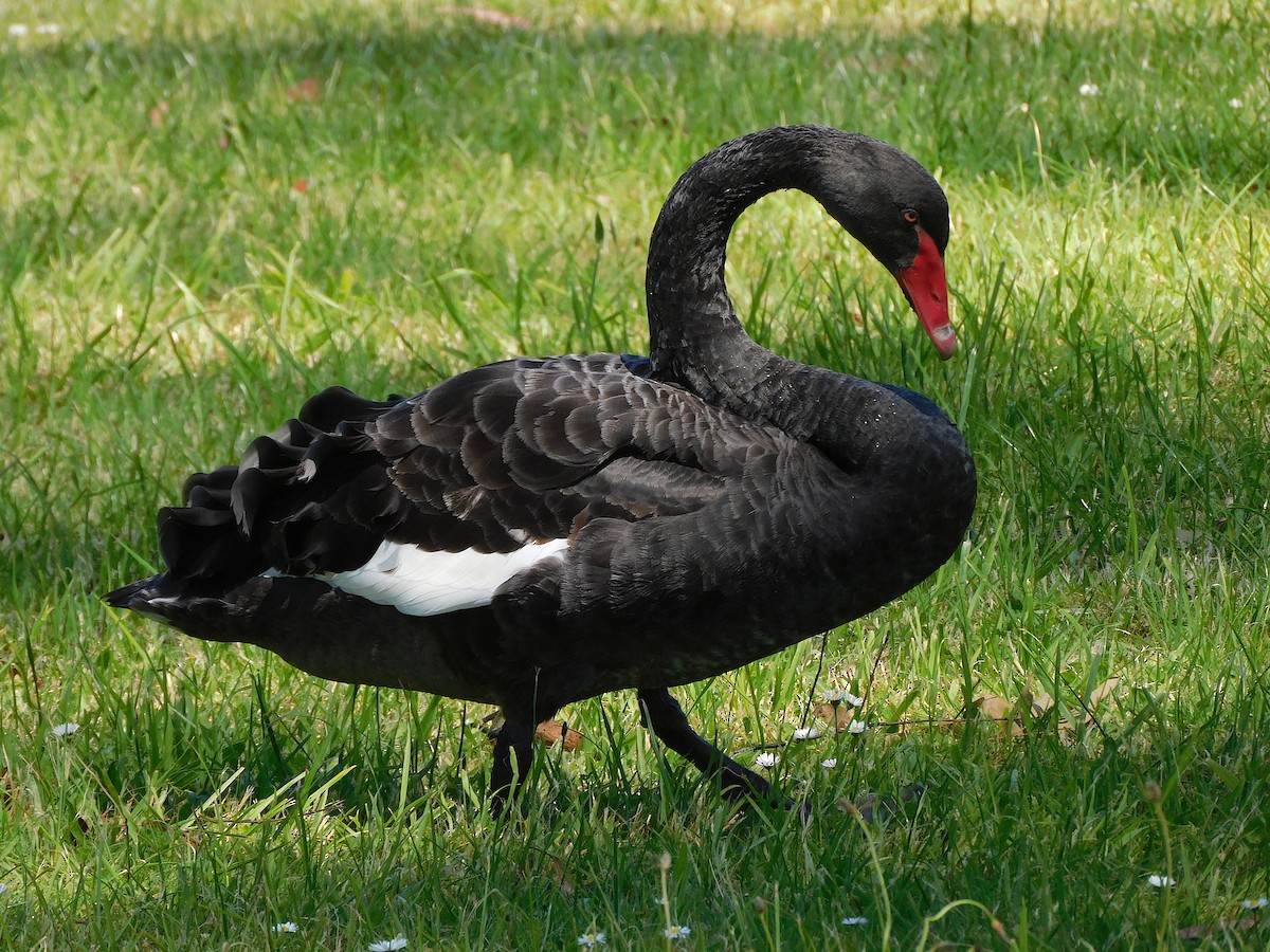 Black Swan - ML510584601