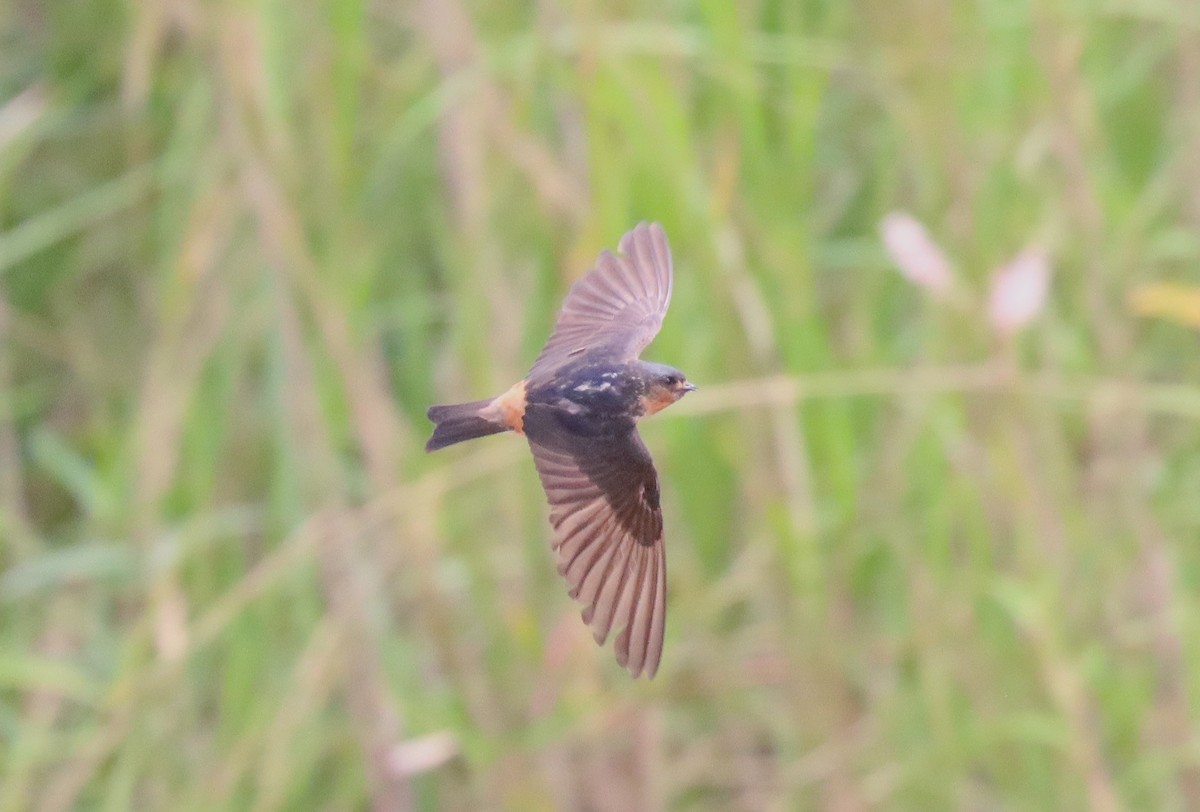 Red-throated Swallow - ML510586391