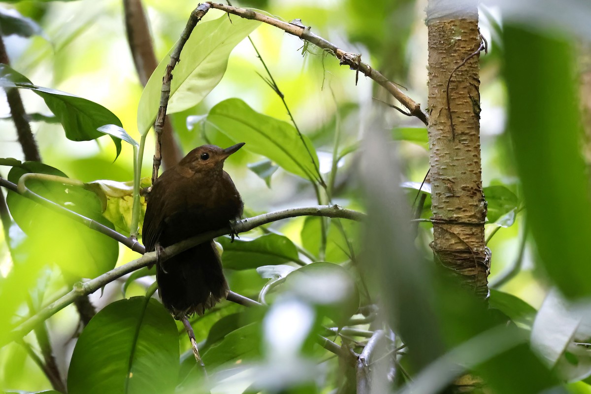 Black-tailed Leaftosser - Daniel Branch