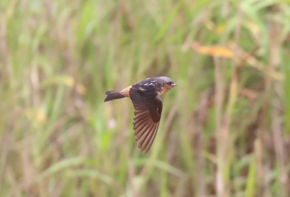 Red-throated Swallow - ML510587361