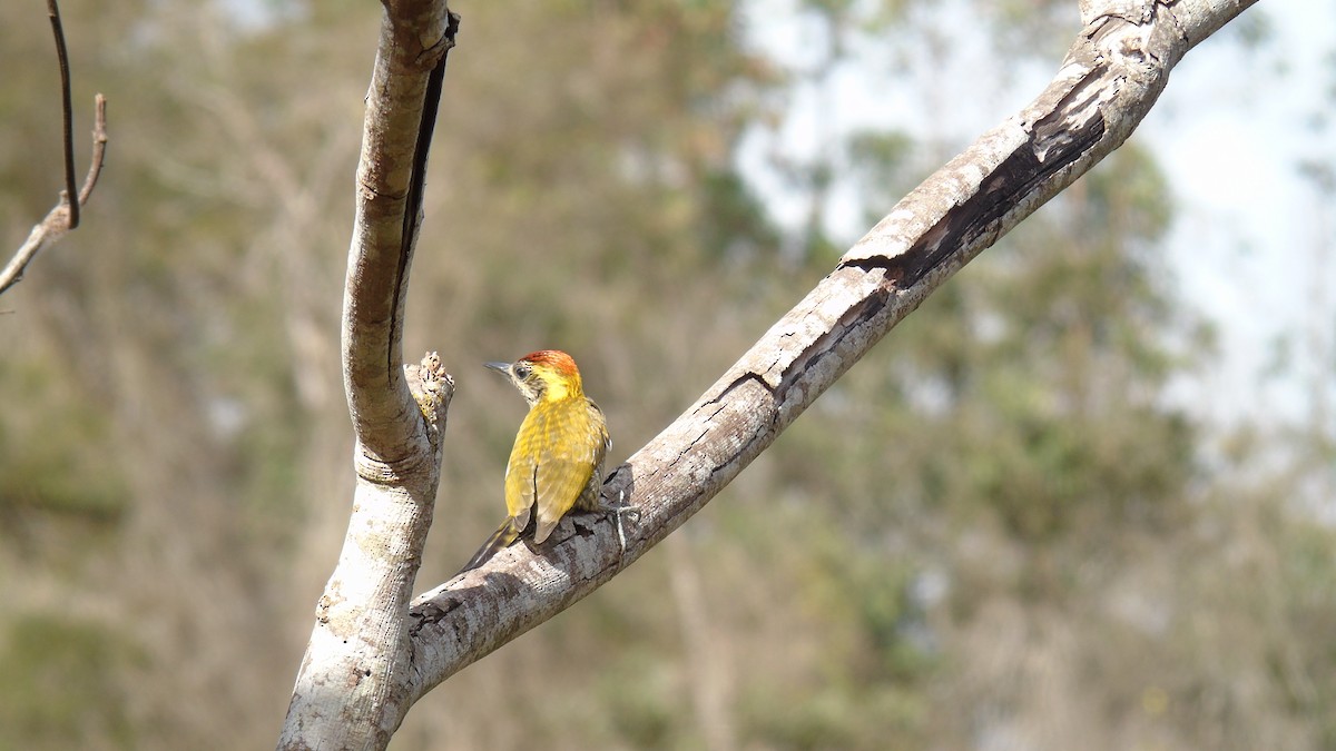 Yellow-eared Woodpecker - ML510589451