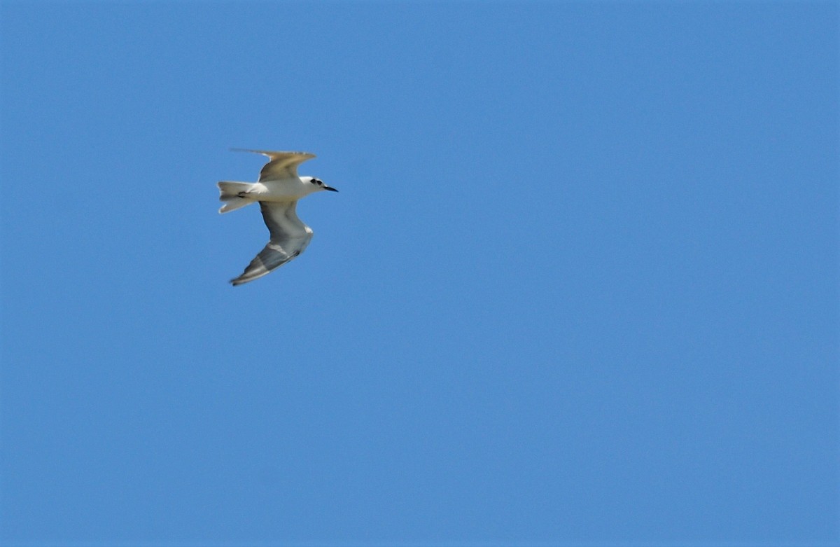 White-winged Tern - ML510589461