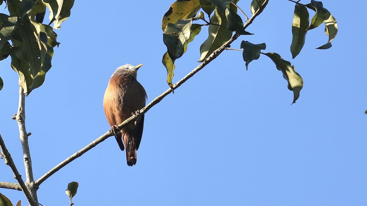 Chestnut-tailed Starling - Sunil Thirkannad
