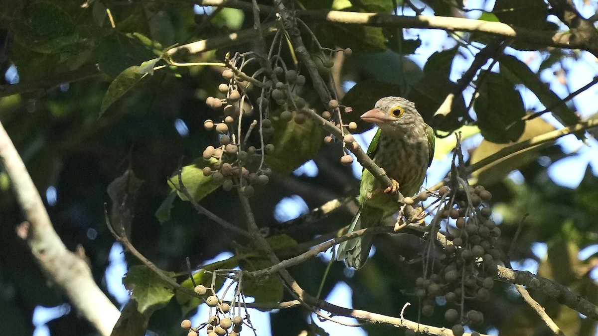 Lineated Barbet - ML510594471