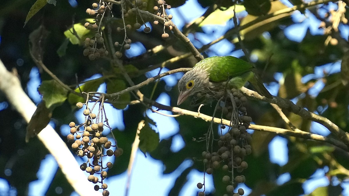 Lineated Barbet - ML510594481