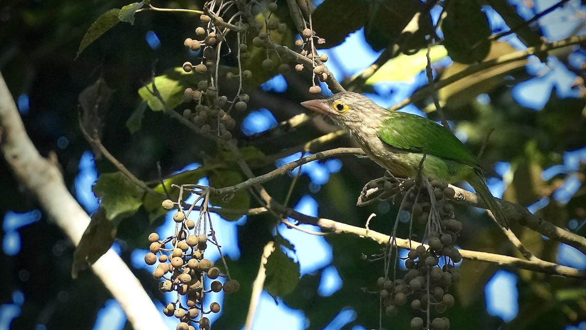 Lineated Barbet - ML510594491